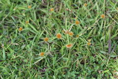 Rhynchospora wightiana